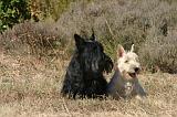 SCOTTISH TERRIER 244